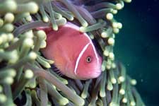 F-801 28-70mm REALA �V�p�_��