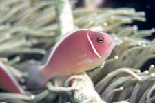 F-801 28-70mm REALA �V�p�_��