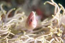 F-801 28-70mm REALA �V�p�_��