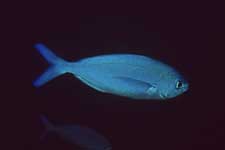 F-90X 60mm RVP �V�p�_��