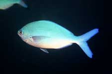 F-801 28-70mm REALA �V�p�_��