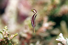 F-801 28-70mm REALA �}�u�[��