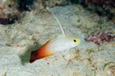 F-90X 60mm RVP �V�p�_��