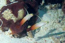 F-90X 60mm RVP �V�p�_��