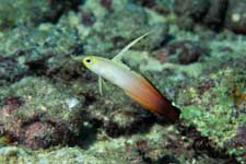 F-90X 60mm RVP �V�p�_��