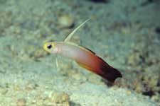 F-90X 60mm RVP �V�p�_��