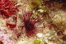 F-90X 60mm RVP �x��