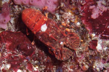 F-90X 60mm G-400 �ɓ��C�m����