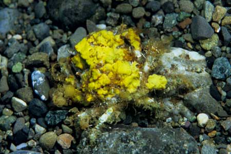 F-90X 60mm RVP �吣��