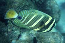 F-90X 60mm ���R�� �^�q�`