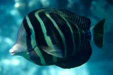 F-90X 60mm ���R�� �^�q�`