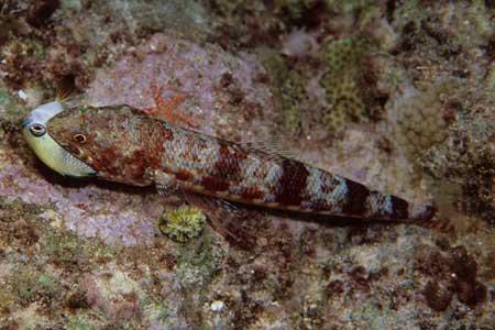 F-90X 60mm RVP �T�C�p��