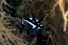 F-90X 60mm RVP �V�p�_��