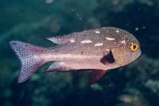 F-801 28-70mm REALA �V�p�_��