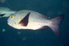 F-801 28-70mm REALA �V�p�_��