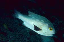 F-90X 60mm RVP �V�p�_��