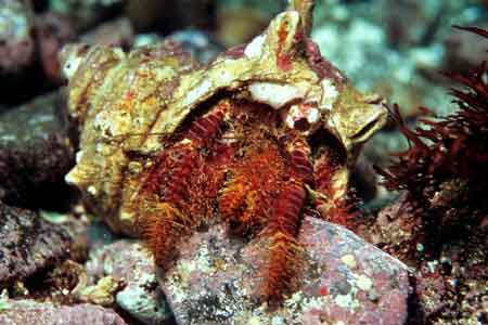 F-90X 60mm RVP �ɓ��C�m����