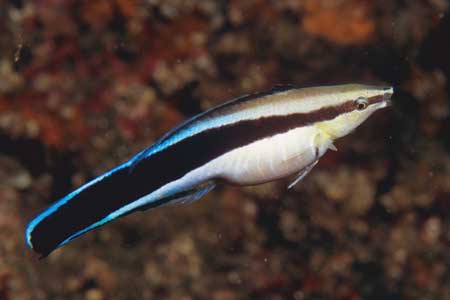 F-90X 60mm RVP �吣��