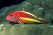 F-90X 60mm RVP �V�p�_��