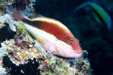 F-90X 60mm RVP �V�p�_��