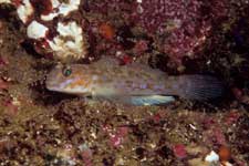 F-90X 60mm RVP �x��