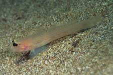 F-90X 60mm RVP �z�O