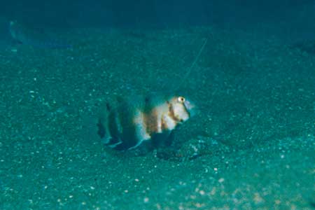 F-90X 60mm RDP�U ������