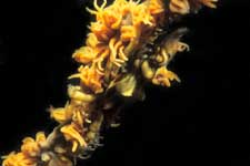 F-90X 60mm RVP �吣��