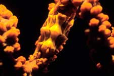 F-90X 60mm RVP F �ɓ��哇