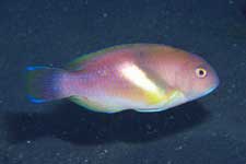 F-90X 60mm REALA �吣��