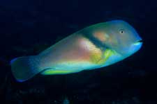 F-90X 60mm RVP �x��