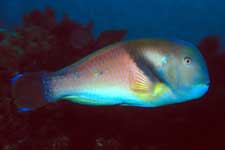 F-90X 60mm RVP �吣��