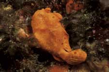 F-90X 60mm RVP �ɓ��哇