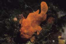 F-90X 60mm RVP �ɓ��哇