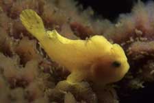 F-90X 60mm RVP �ɓ��哇