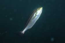 F-90X 60mm RVP �x��