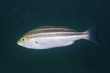 F-90X 60mm RVP �x��