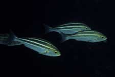 F-90X 60mm RVP F �ɓ��哇