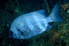 F-90X 60mm RVP �z�O