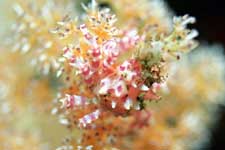 F-801 28-70mm REALA �ɓ��哇