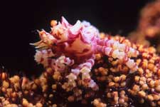 F-90X 60mm RVP �ɓ��哇