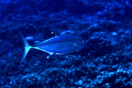 F-90X 60mm RVP �T�C�p��