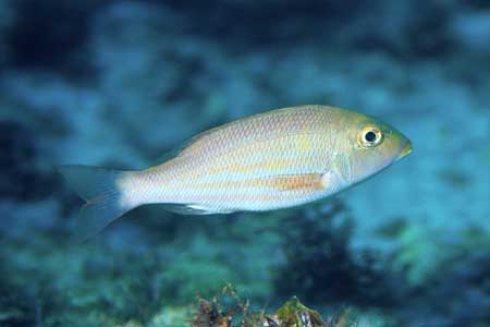 F-90X 60mm RVP �x��