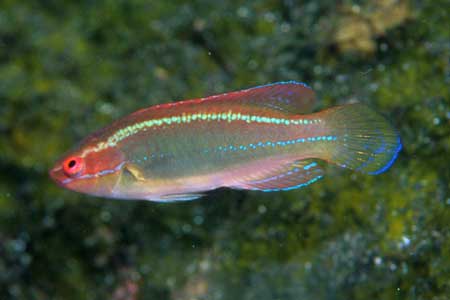 F-90X 60mm RVP �吣��