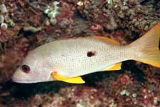 F-801 28-70mm REALA �V�p�_��