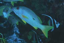 F-90X 60mm RDP�U �^�q�`