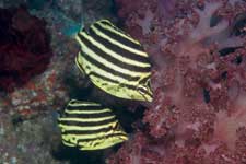 F-90X 60mm RVP �吣��