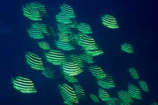 F-90X 60mm RVP ���{