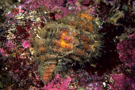 F-90X 60mm RVP �x��