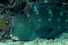 F-90X 60mm RVP �V�p�_��